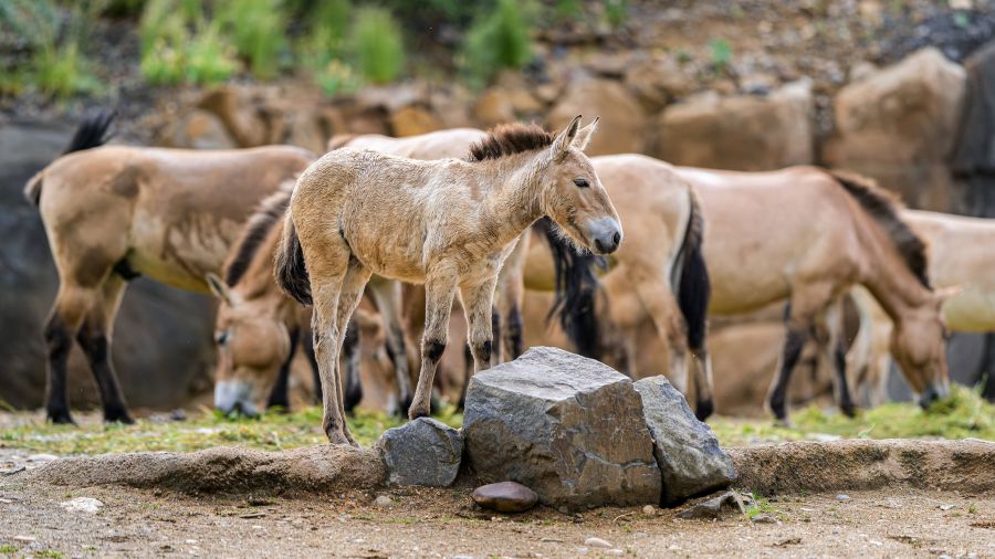 Zoo Praha oslaví 95 let ve stylu 30. let. Připomene také 15 let Návratu divokých koní