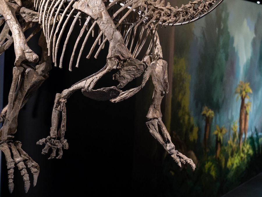 Dinosauria Museum u Ruzyně oslaví pět let. Představí tenontosaura Tamy s 75 procenty původních kostí