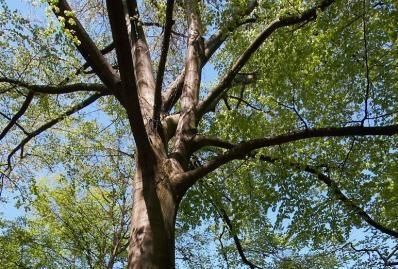 obrázek: Dnem stromů si svět od poloviny 20. století připomíná „plíce“ planety