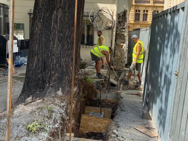 obrázek: Praha obnovila narušenou zeď v centru města bez nutnosti pokácet jedinečný strom