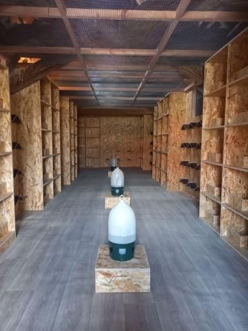 obrázek: Praha otevírá městský holubník na Mariánském náměstí. Pomůže regulovat populaci pražských holubů