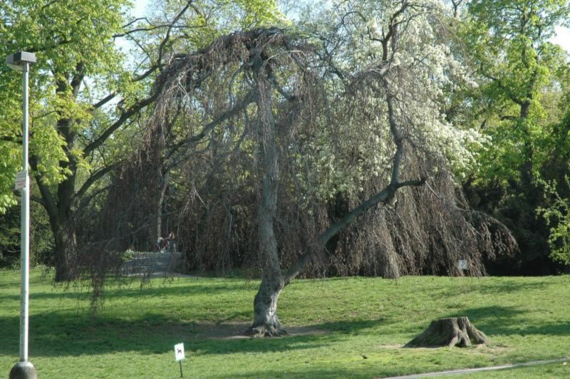 obrázek: Praha rozdělí téměř 170 milionů na modro-zelené projekty