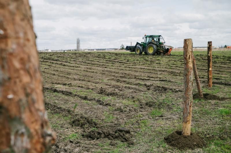 obrázek: U Lítožnice vzniká nový les