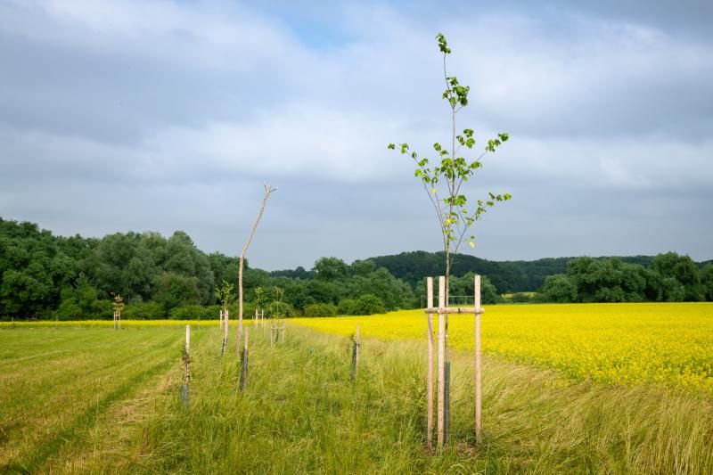 obrázek: V soutěži Adapterra Awards 2021 zabodoval les bez pasek, 200 km alejí pod Blaníkem i zelený domov pro seniory