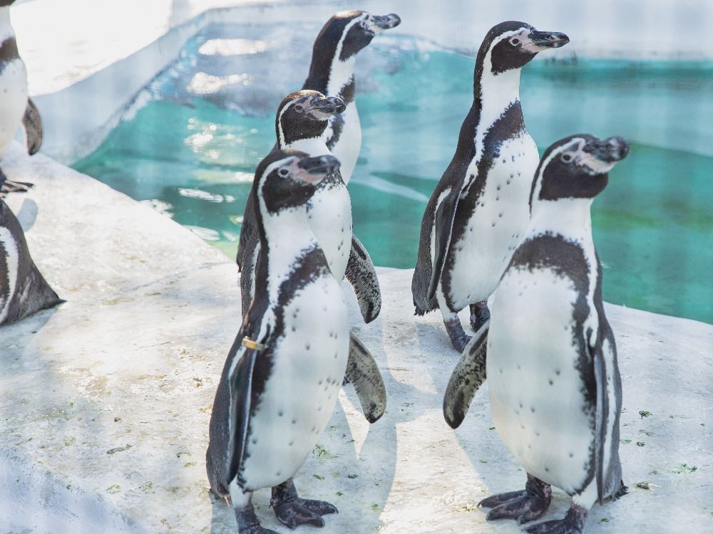 Ministerstvo životního prostředí pošle zoologickým zahradám celkem 30 milionů korun