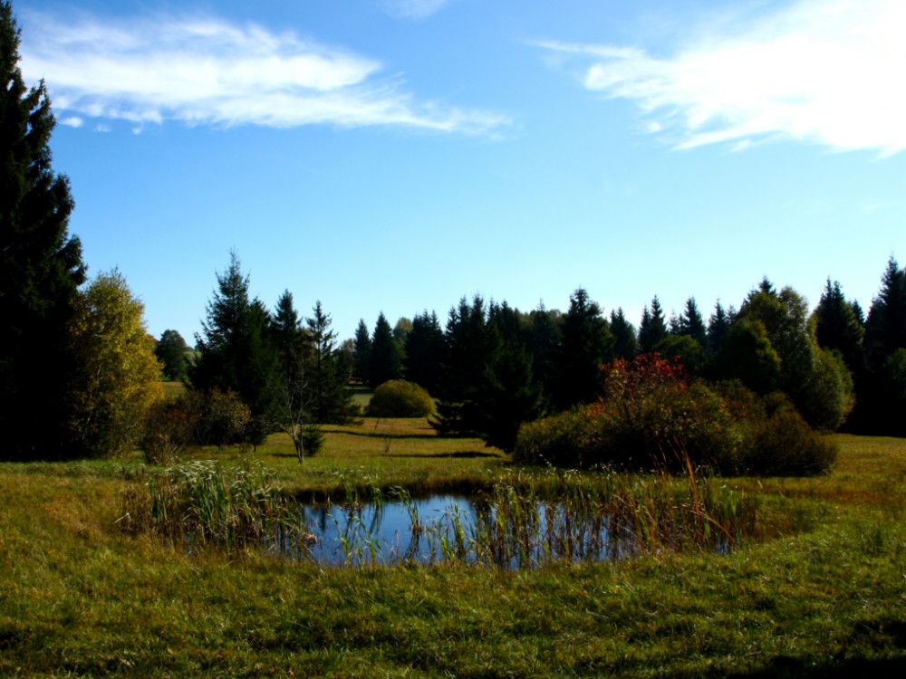 obrázek: MŽP posílá 60 milionů korun na výsadbu stromů nebo tvorbu tůní a mokřadů