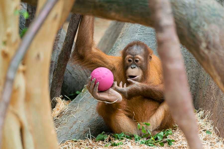 Kawi slaví narozeniny: mladý orangutan zve návštěvníky na zábavný program v Zoo Praha