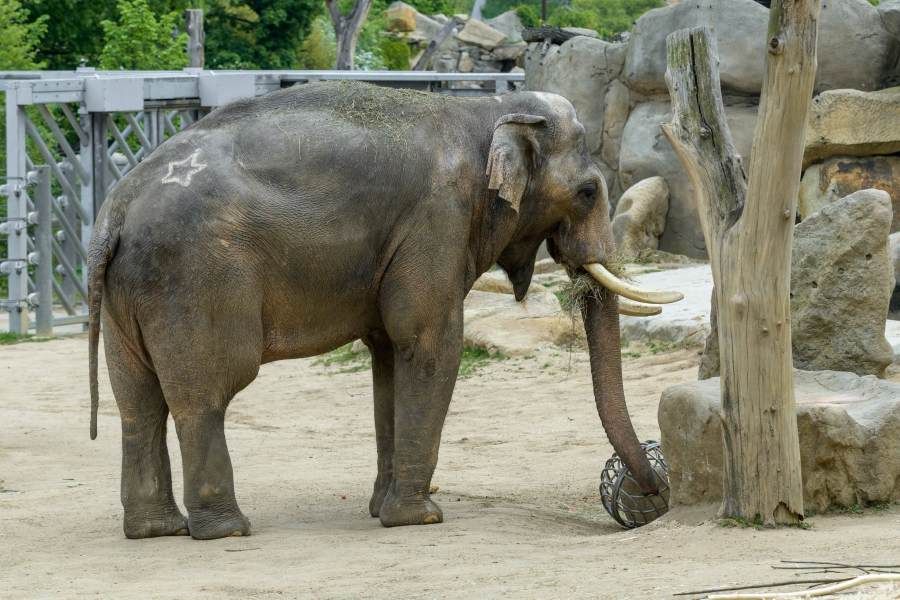 Ostravská a pražská zoo si vyměnily sloní samce, do Ostravy dorazil zkušený chovný jedinec