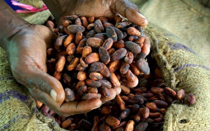 Růst cen kakaa - špatná úroda