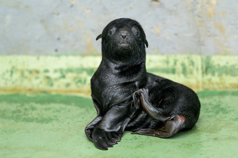 V Zoo Praha se po sedmi letech narodilo mládě lachtana. Do venkovní expozice zamíří ve druhé polovině srpna