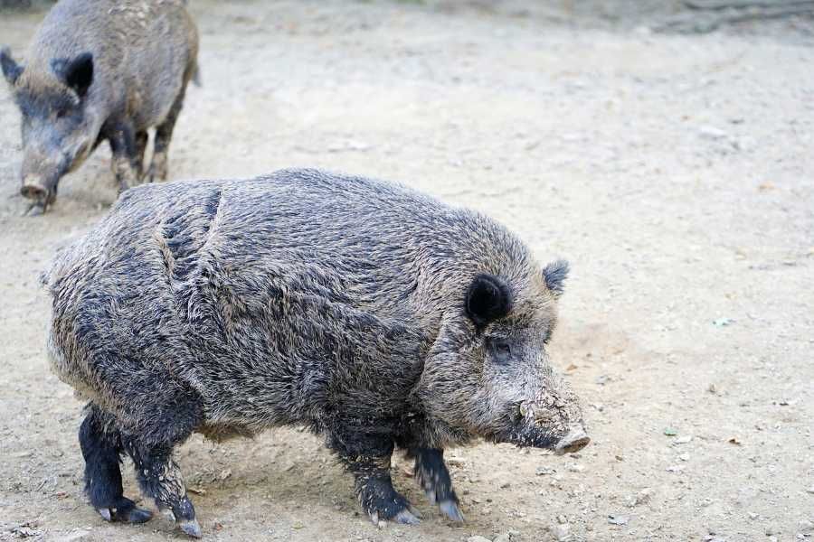 V Klánovicích přibývají střety s divokými prasaty. Radnice nechala odstřelit bachyni a město povolilo lov