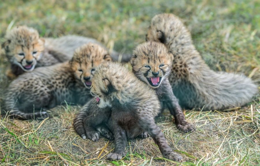 V Zoo Praha se po osmi letech narodilo pět mláďat kriticky ohroženého geparda, veřejnost je uvidí v srpnu