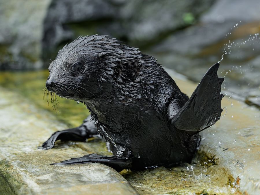 Zoo Praha po sedmi letech přivítala lachtaní mládě. Jabulani se poprvé ukázal návštěvníkům