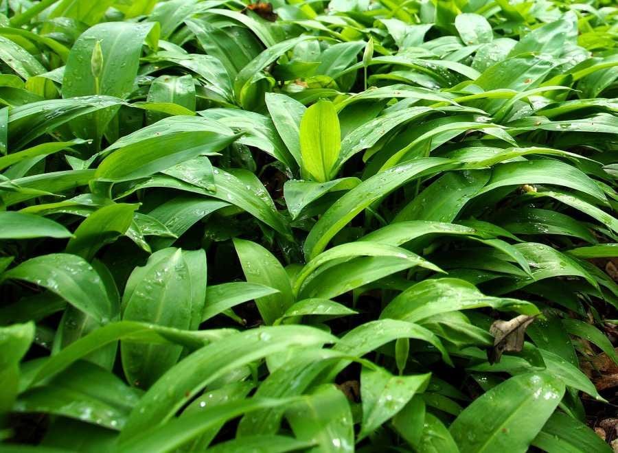 Medvědí česnek láká sběrače: v Praze platí v rezervacích zákaz a hrozí pokuty