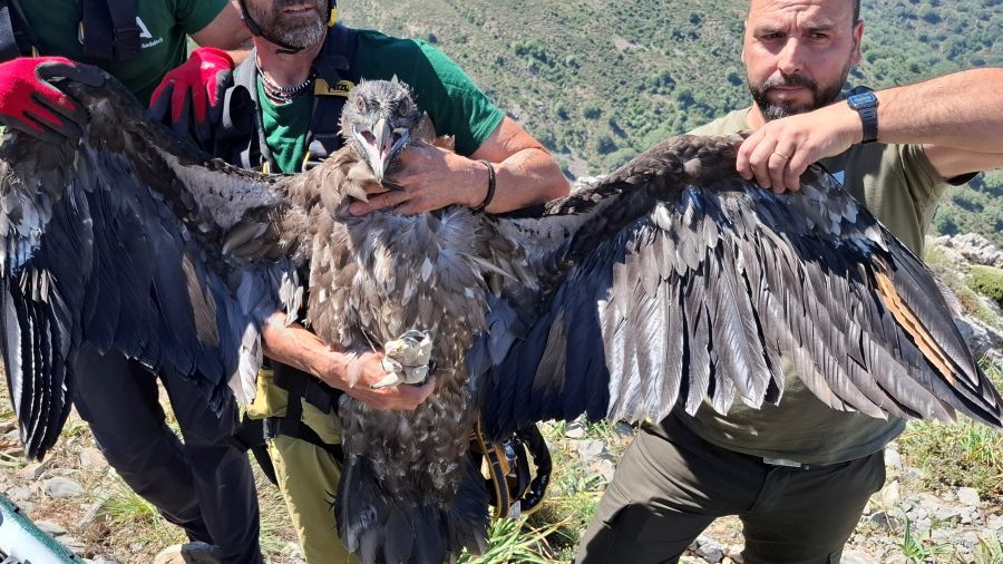 Pražská samice orlosupa Alhorí byla vypuštěna v Sierra Nevadě. Do přírody míří s GPS vysílačkou