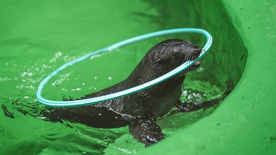 V Zoo Praha se poprvé představil nový lachtaní sameček. Pravnuk Gastona má 14 kilogramů