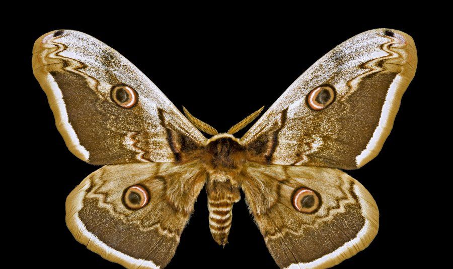 Výzkum řadí Milovice mezi evropsky nejbohatší lokality nočních motýlů. Data ověří entomologové