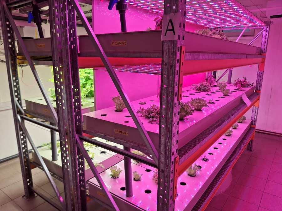 Jeseteři a zelenina bez půdy: školní aquaponická učebna v Čakovicích