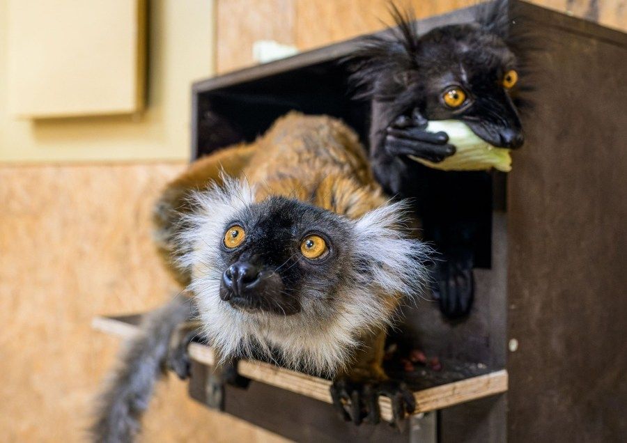 Lemuři tmaví se po deseti letech vrátili do Zoo Praha. Pár už objevuje ostrov u lanovky