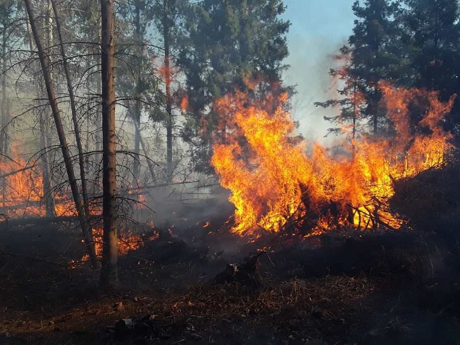 Pražští hasiči řešili v létě 84 požárů porostů. V Česku jich bylo přes 1 600