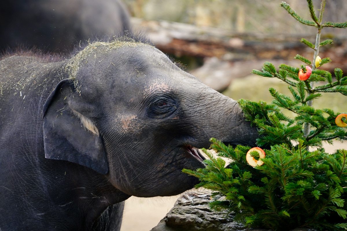 Zoo Praha: vánoční stromky pro zvířata