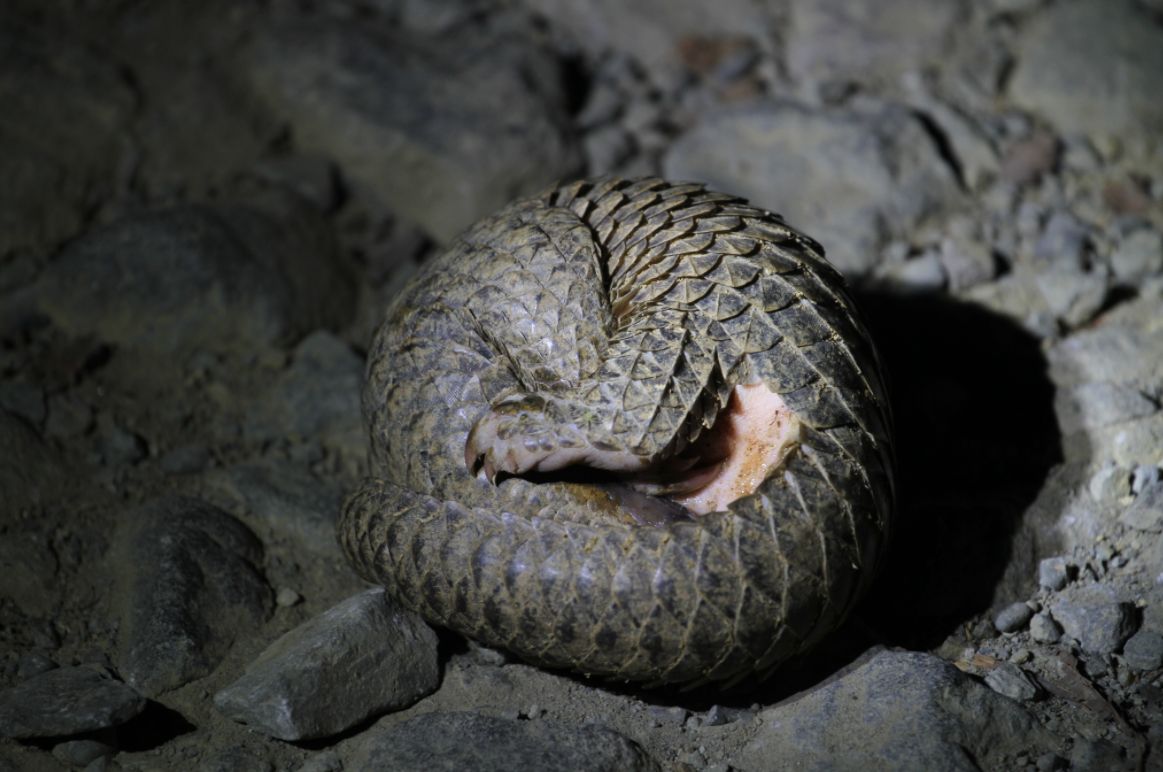 obrázek: Čeští ochránci přírody spouští program na ochranu luskounů na Sumatře