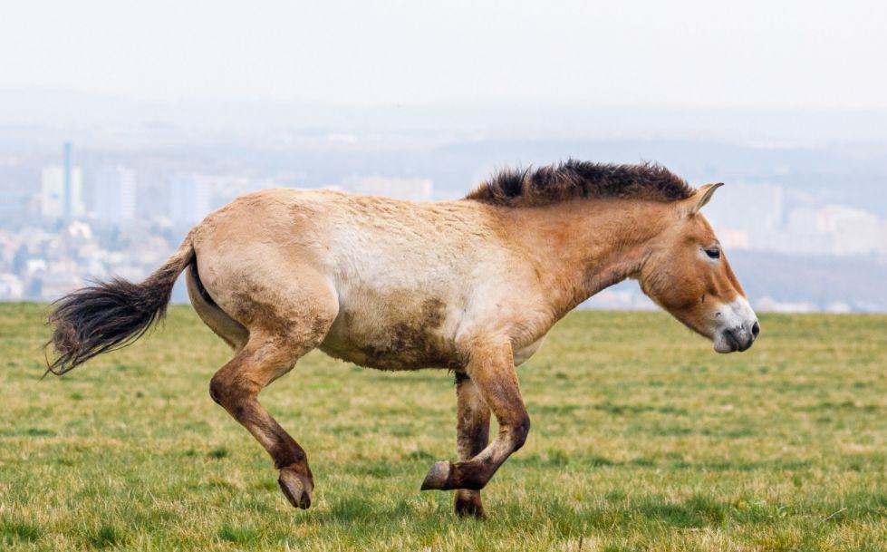 obrázek: Na Dívčích hradech se prohánějí koně převalského