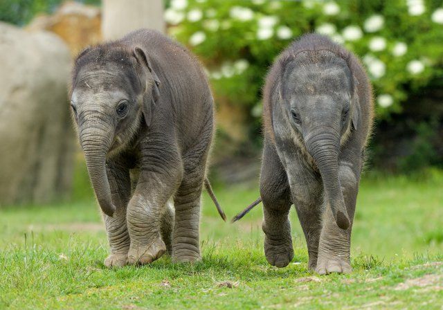 Ohromné ztráty, ale i nová expozice a skvělá mláďata, takový byl v Zoo Praha rok 2020