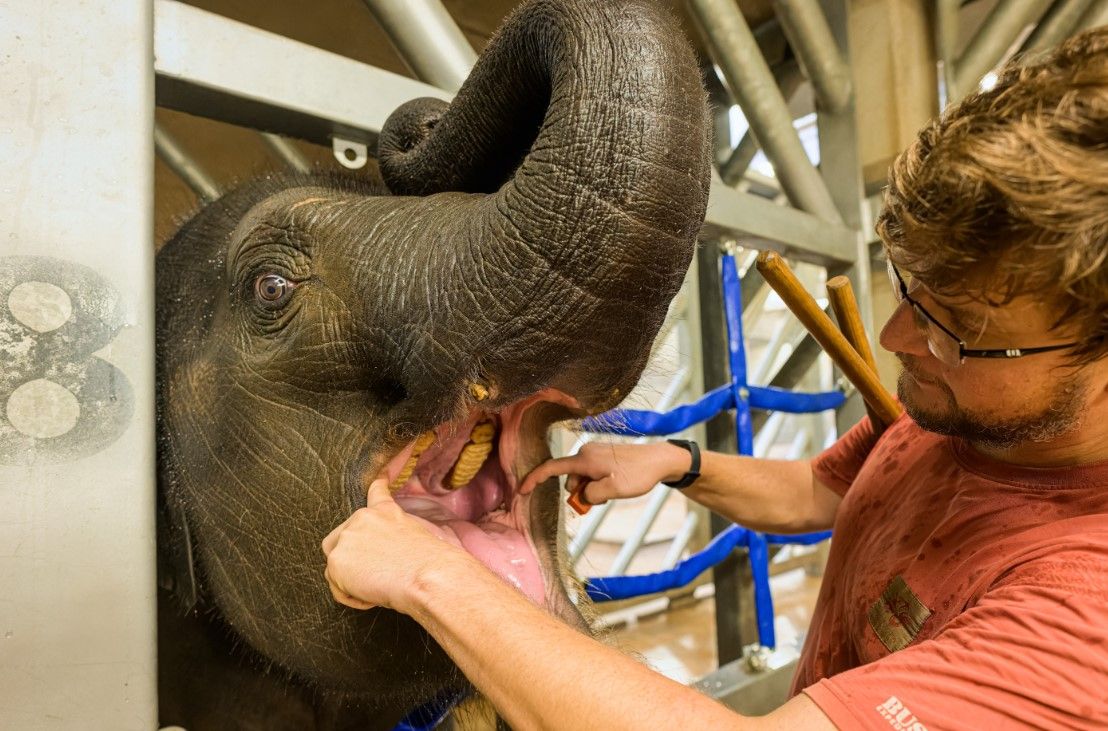 obrázek: Pražská slůňata dělají nebývalé pokroky ve veterinárním tréninku