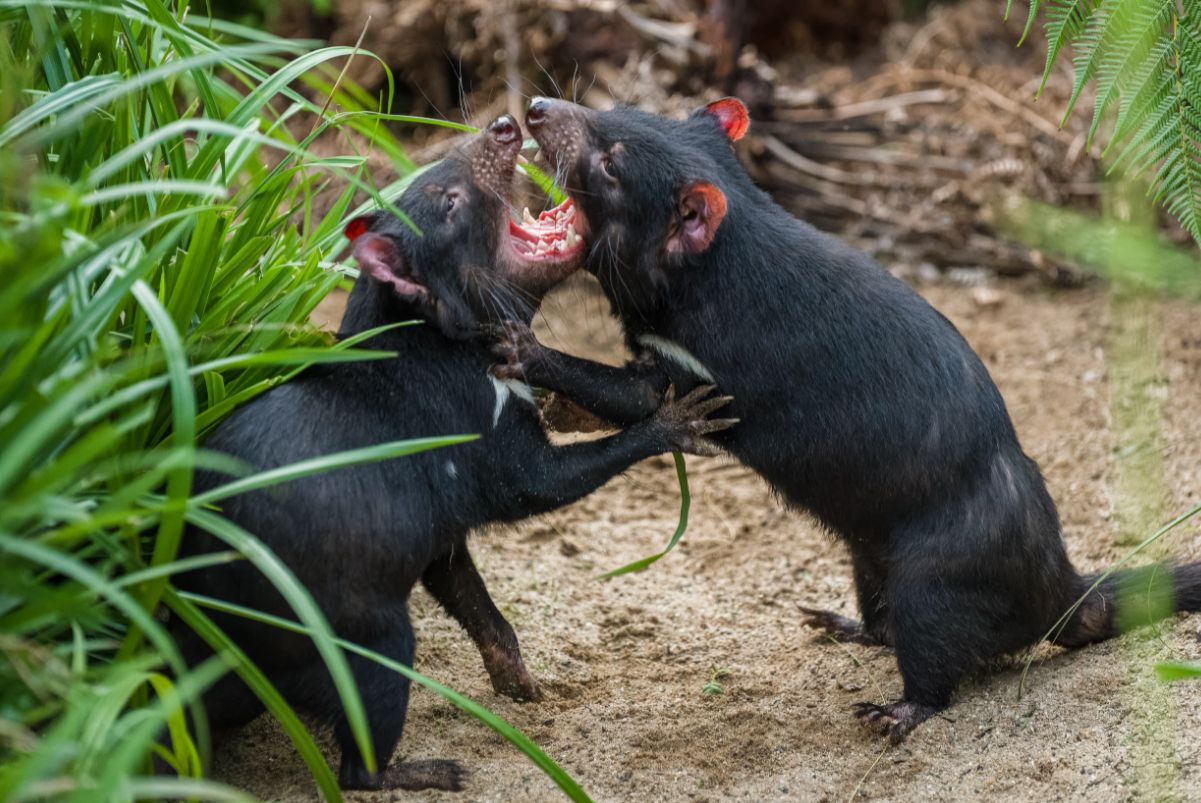 Pražští ďábli pomáhají Tasmánským čertům