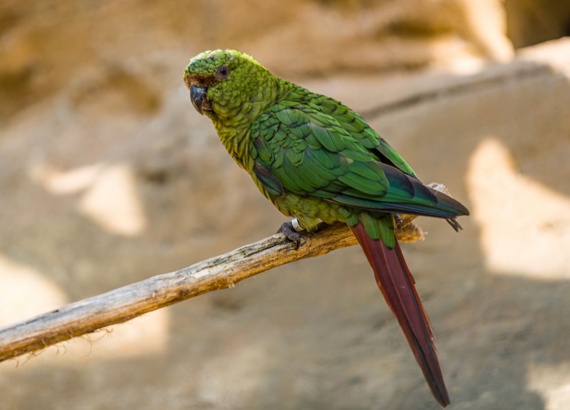 obrázek: Smaragdový papoušek nově v Zoo Praha