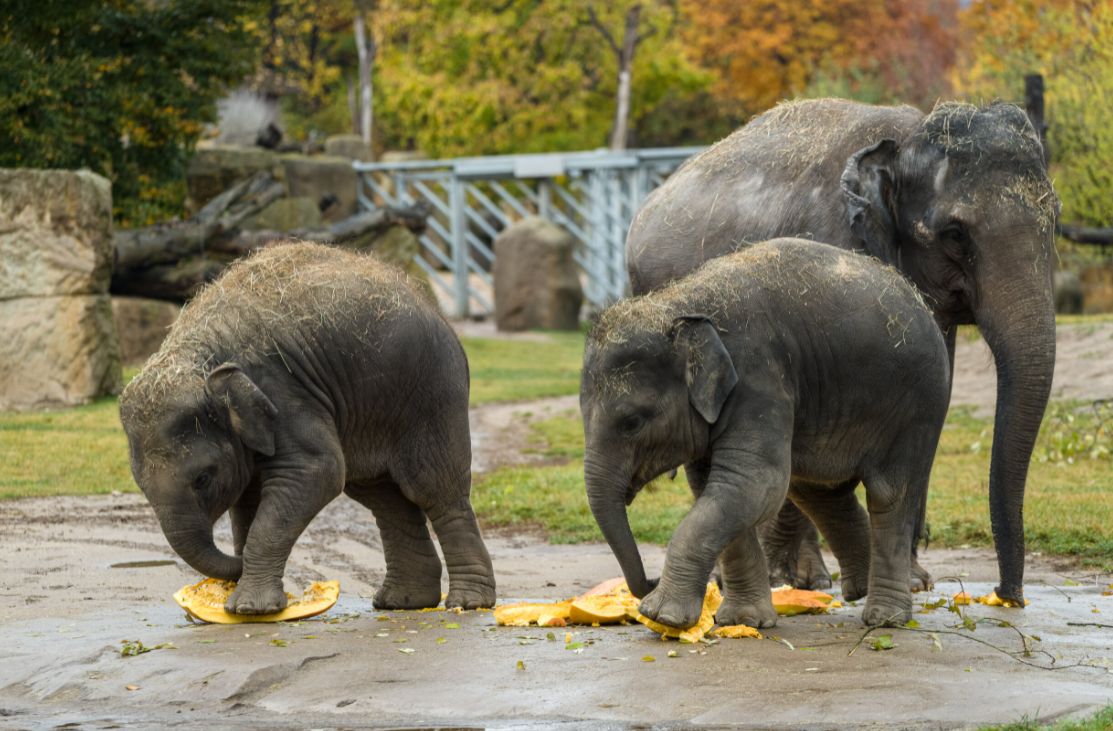 obrázek: Soutěž o největší dýni v Zoo Praha: Vítěznou tykev rozšlapali sloni
