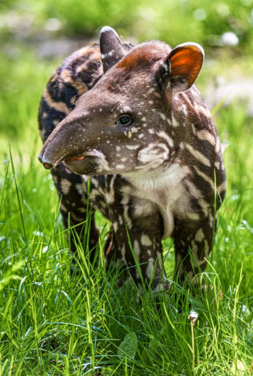 Tapíří slečna dostane jméno