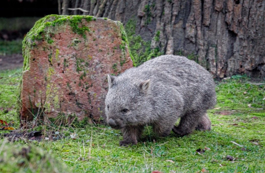 V Zoo Praha je první vombat