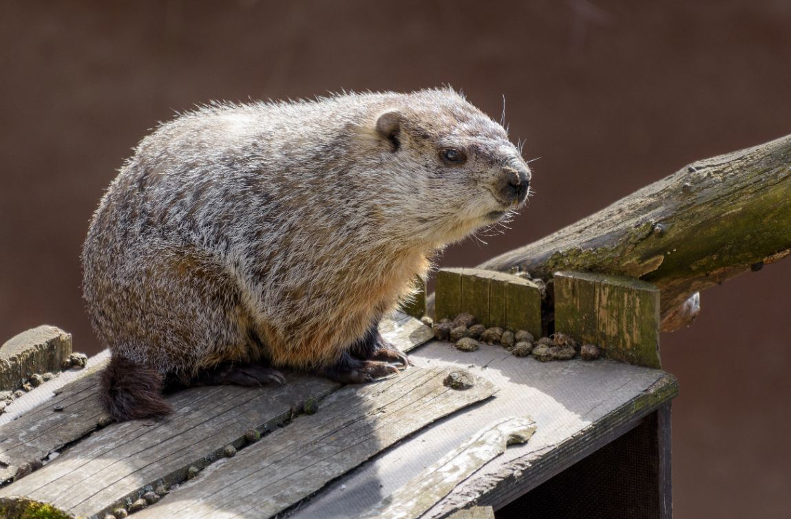 obrázek: V Zoo Praha se ze zimního spánku probudil svišť, ohlásil tak příchod jara