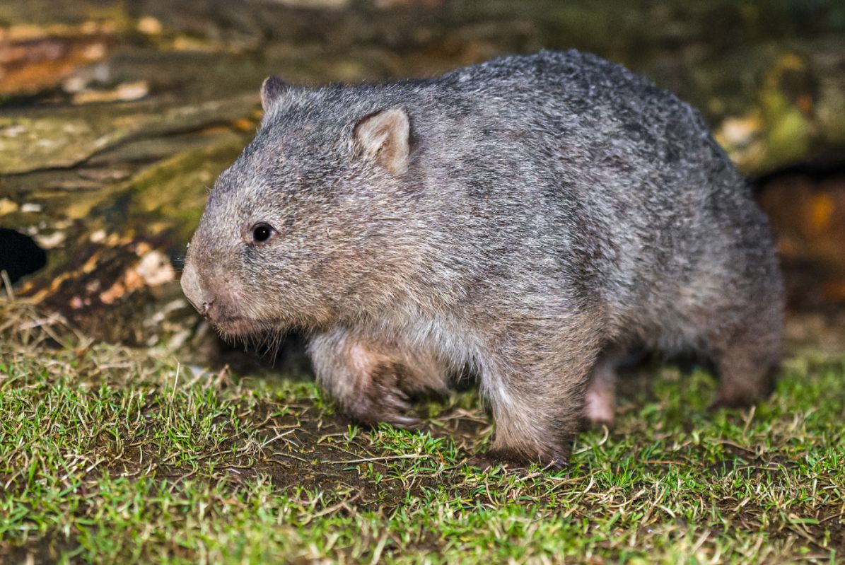Vombata Coopera přivítá Marek Eben