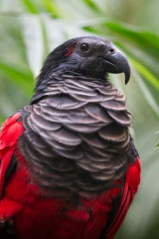 obrázek: Zoo Praha odchovala vzácného papouška orlího. Jí převážně ovoce