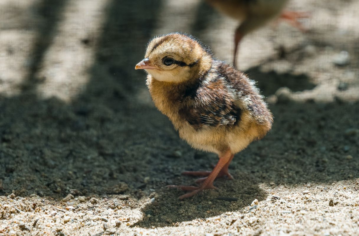 obrázek: Zoo Praha odchovává mláďata ohroženého bažanta Edwardsova