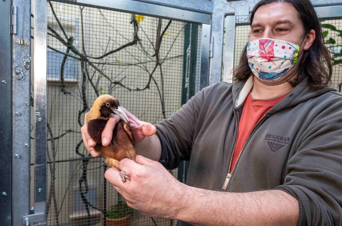 obrázek: Zoo Praha smí chovat unikátní „tančící“ rajky