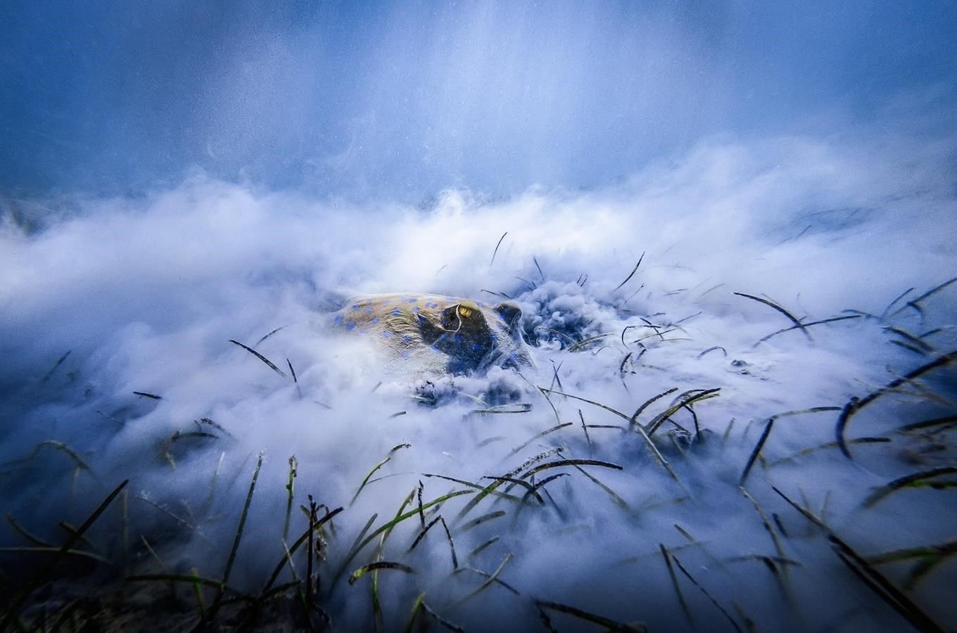 Czech Nature Photo - přihlášení do soutěže