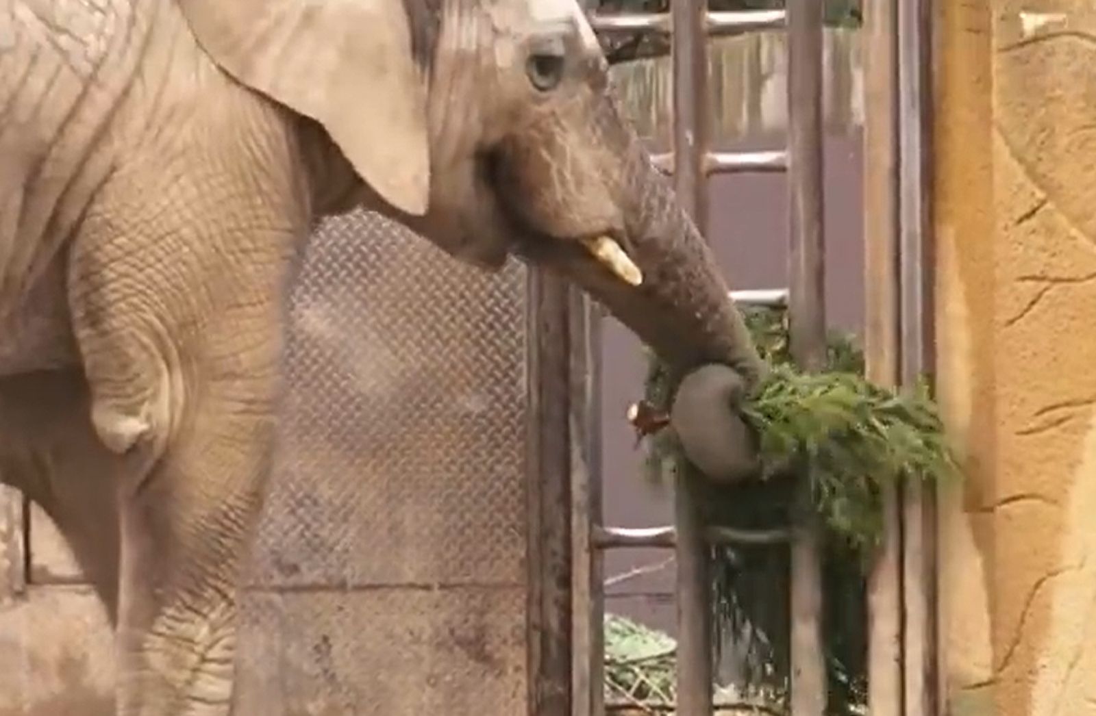 Zoo Praha použije vánoční stromky jako krmení pro zvířata