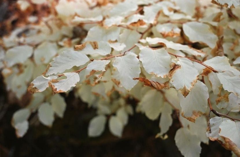 Albínní buk v Moravském krasu přežívá díky propojení s okolními stromy