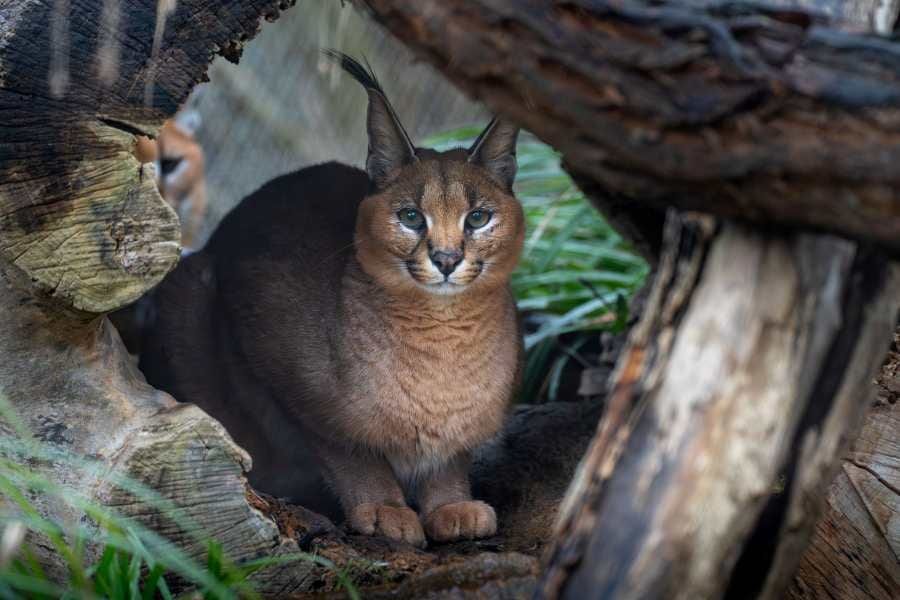 Karakalové jsou po sedmi letech zpět v Zoo Praha, nový pár je připravený k chovu