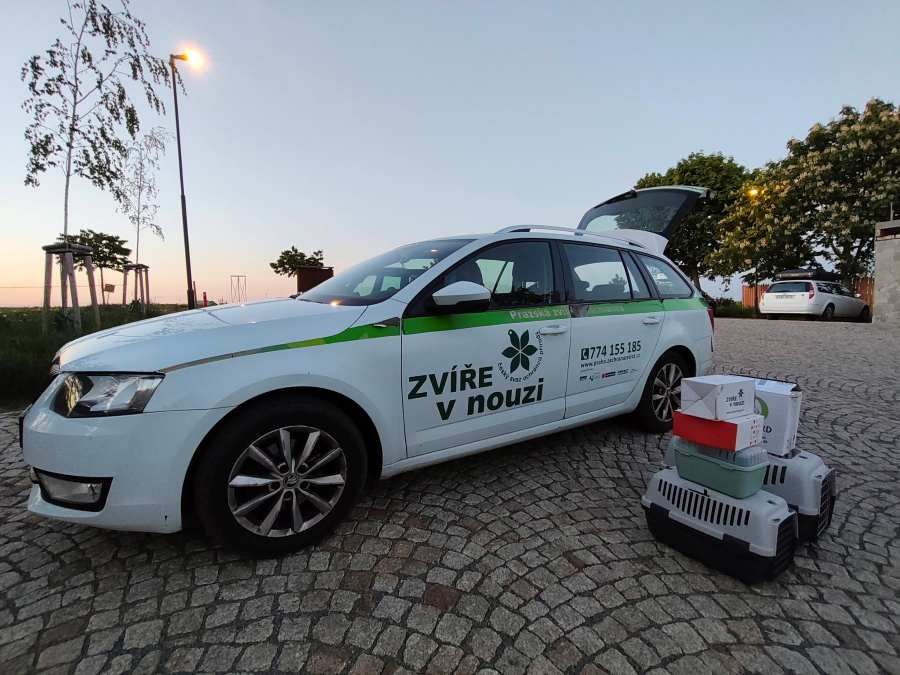 Pražská vedra přivádějí do záchranných stanic více mláďat. Pomůže voda i správná reakce