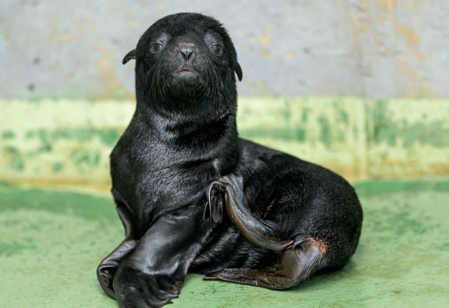 V Zoo Praha se narodil sameček lachtana. Je pravnukem legendárního Gastona