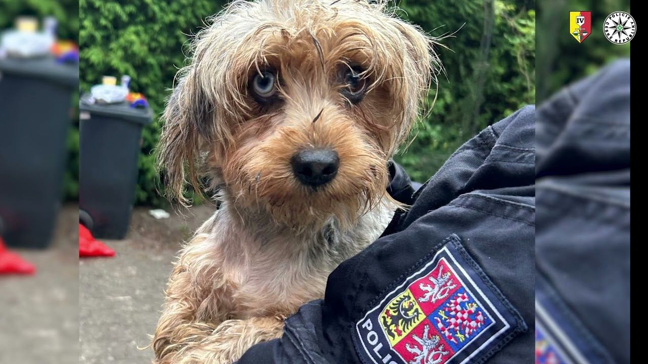 165 psů z Mladoboleslavska stále čeká na rozhodnutí úřadů. Útulky v Praze i okolí volají po rychlejších adopcích