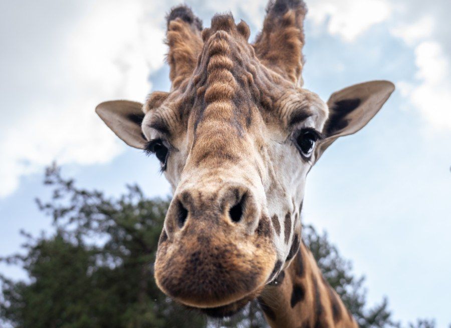 Do Zoo Praha dorazil nový samec žirafy núbijské Finn, stádo má opět devět jedinců