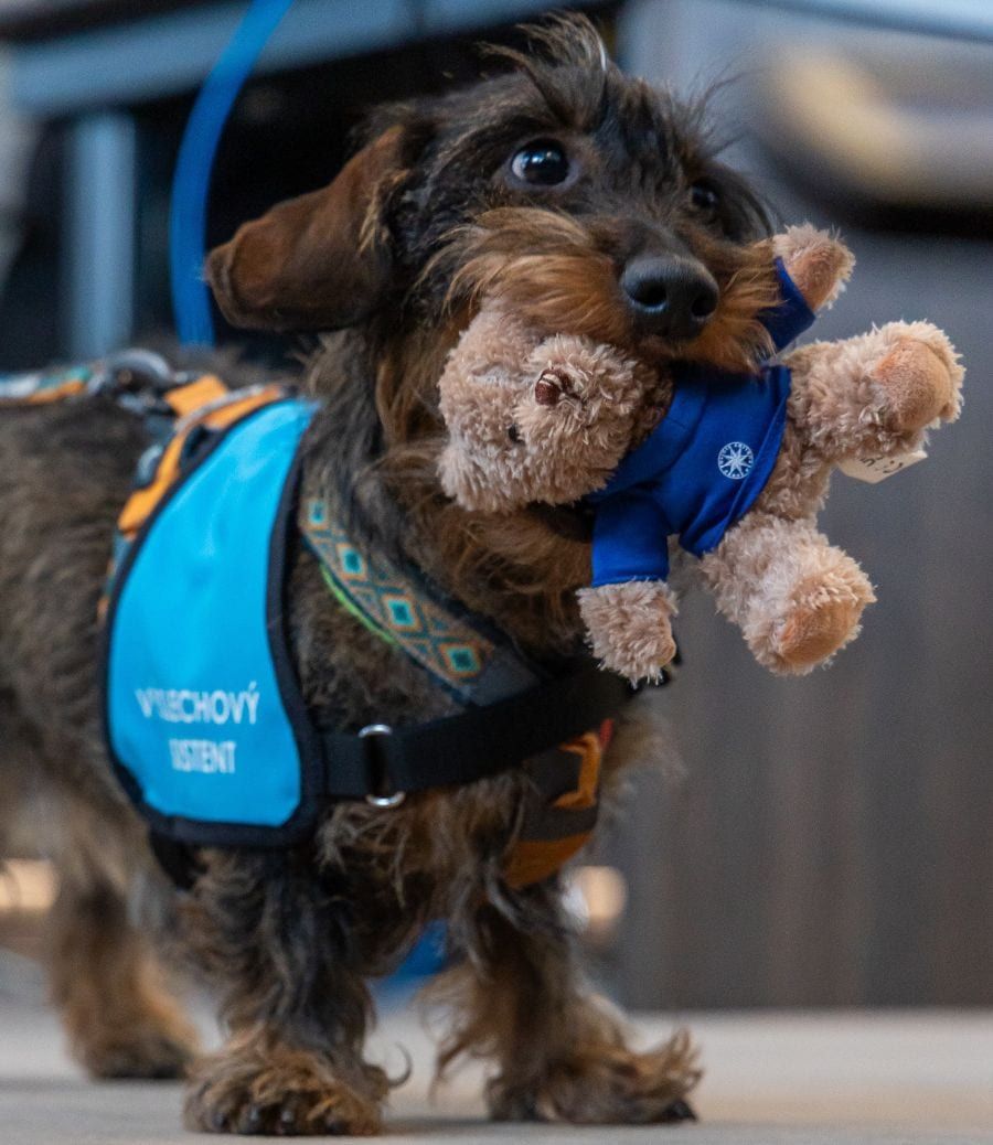 Psi u výslechů v Praze: policie testuje projekt Výslechový asistent