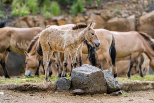 obrázek:Zoo Praha oslaví 95 let ve stylu 30. let. Připomene také 15 let Návratu divokých koní