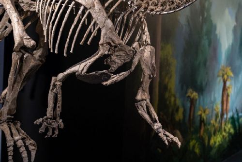 obrázek:Dinosauria Museum u Ruzyně oslaví pět let. Představí tenontosaura Tamy s 75 procenty původních kostí